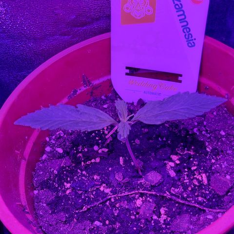 Wedding Cake  growlog timeline photo