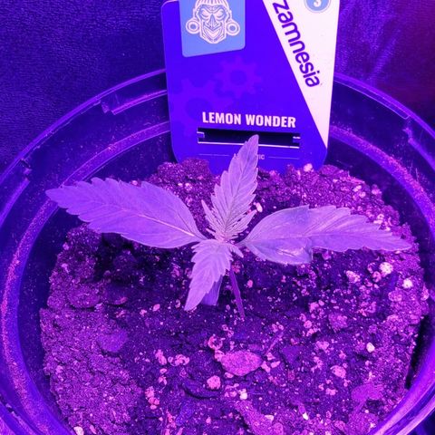 Lemon Wonder  growlog timeline photo