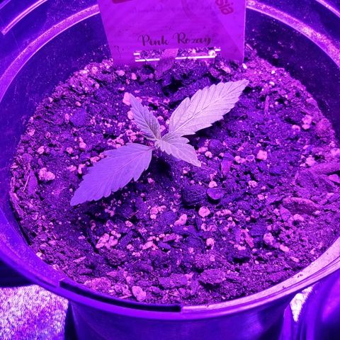 Pink Rozay Automatic growlog timeline photo