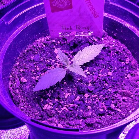 Pink Rozay Automatic growlog timeline photo