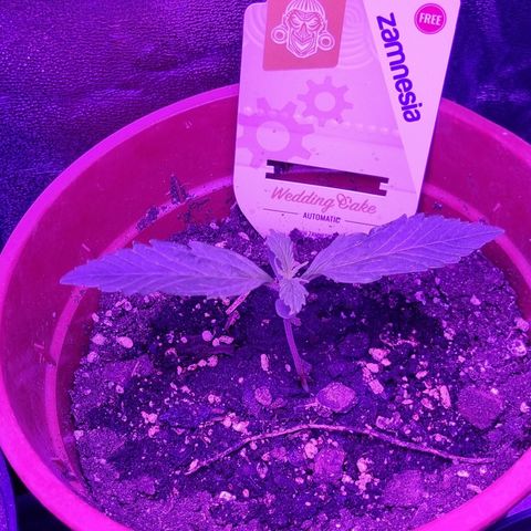 Wedding Cake  growlog timeline photo