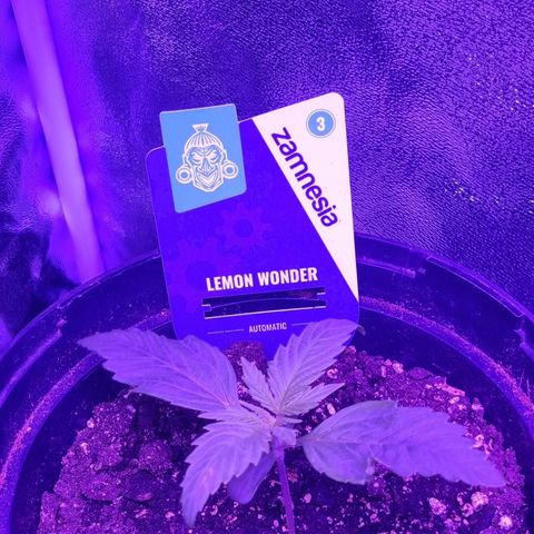 Lemon Wonder  growlog timeline photo