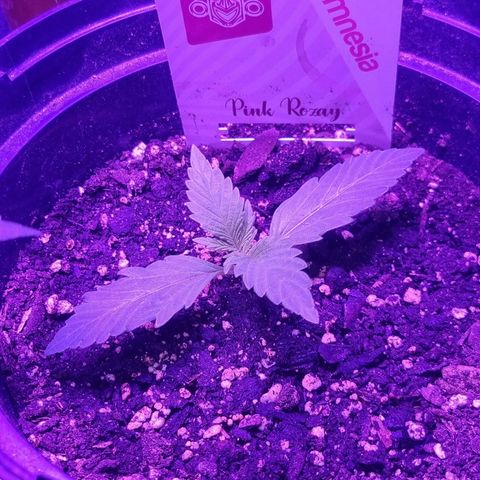 Pink Rozay Automatic growlog timeline photo