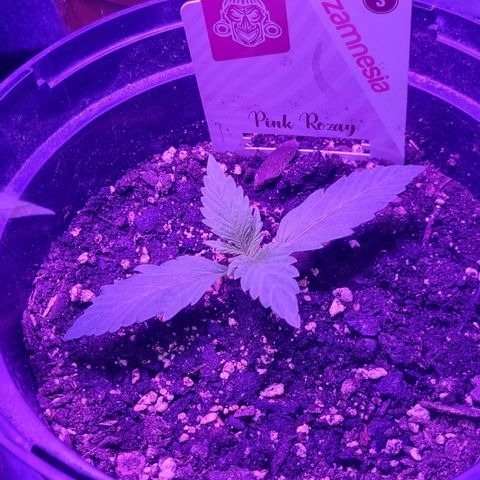 Pink Rozay Automatic growlog timeline photo