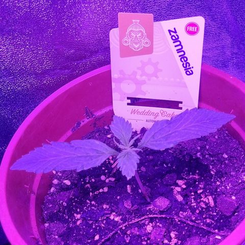 Wedding Cake  growlog timeline photo