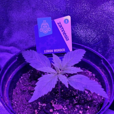 Lemon Wonder  growlog timeline photo