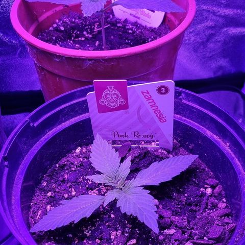Pink Rozay Automatic growlog timeline photo