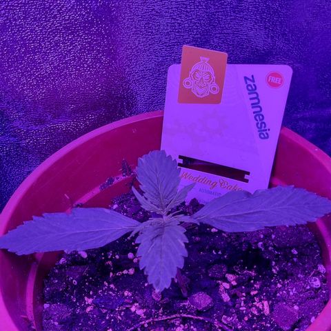 Wedding Cake  growlog timeline photo