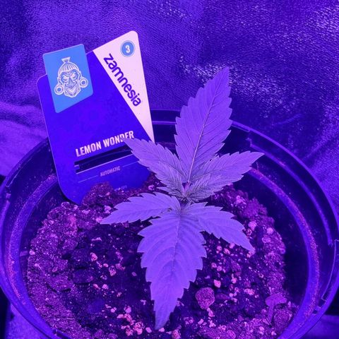 Lemon Wonder  growlog timeline photo