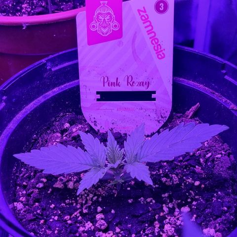 Pink Rozay Automatic growlog timeline photo