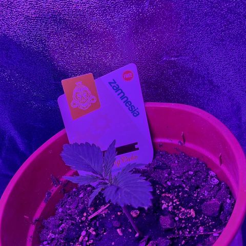 Wedding Cake  growlog timeline photo