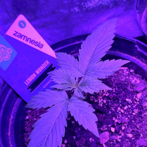 Lemon Wonder  growlog timeline photo