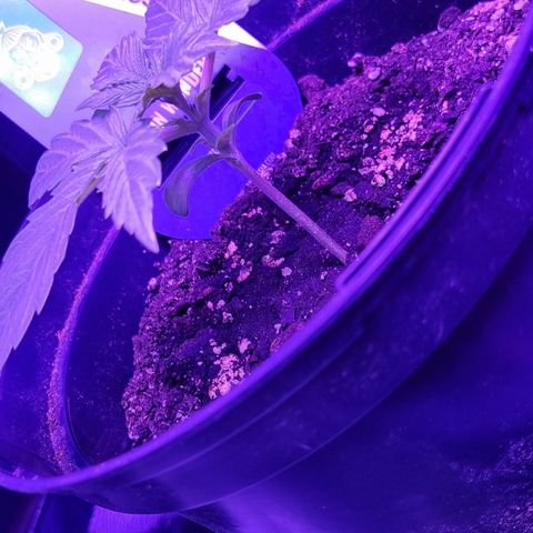 Lemon Wonder  growlog timeline photo