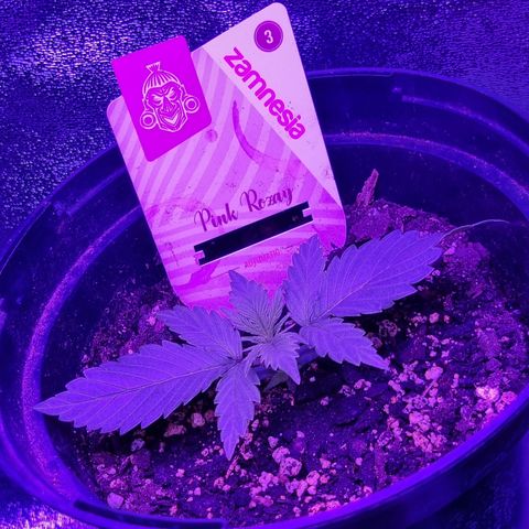 Pink Rozay Automatic growlog timeline photo