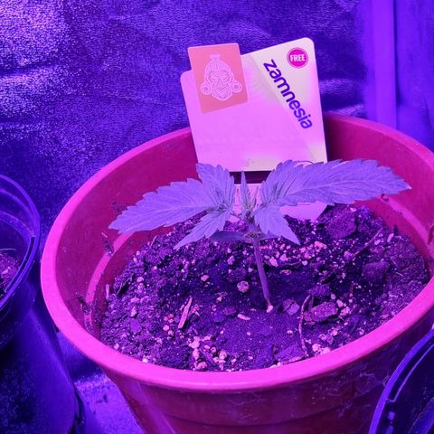 Wedding Cake  growlog timeline photo