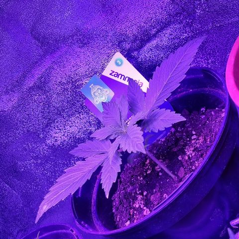 Lemon Wonder  growlog timeline photo