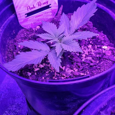 Pink Rozay Automatic growlog timeline photo