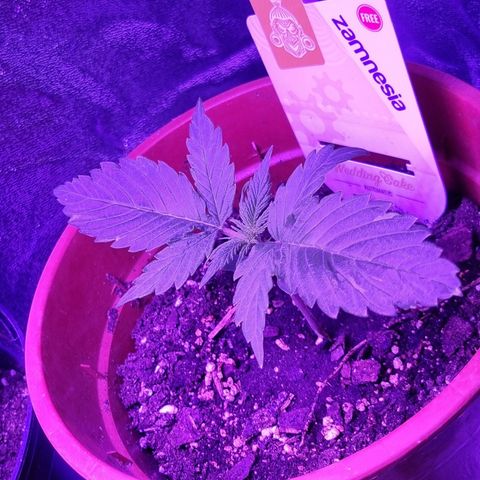 Wedding Cake  growlog timeline photo
