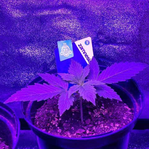 Lemon Wonder  growlog timeline photo