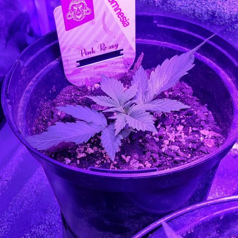 Pink Rozay Automatic growlog timeline photo