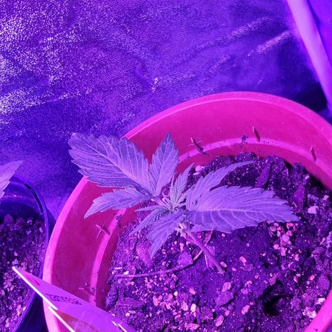 Wedding Cake  growlog timeline photo