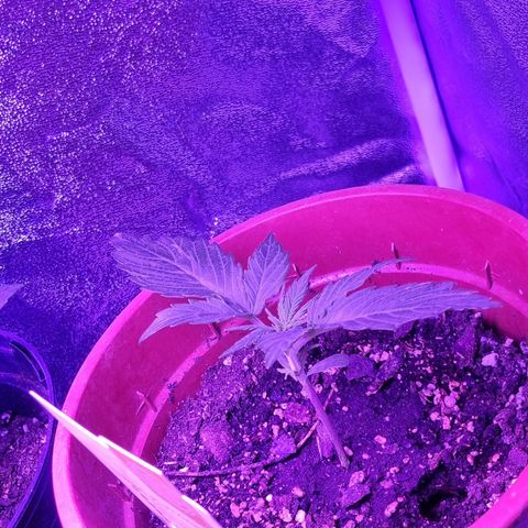 Wedding Cake  growlog timeline photo