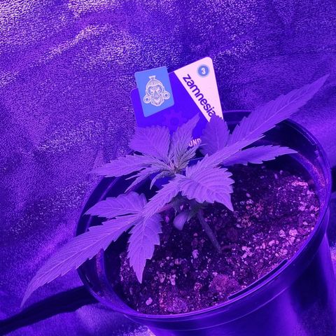 Lemon Wonder  growlog timeline photo