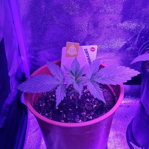 Wedding Cake  growlog timeline photo