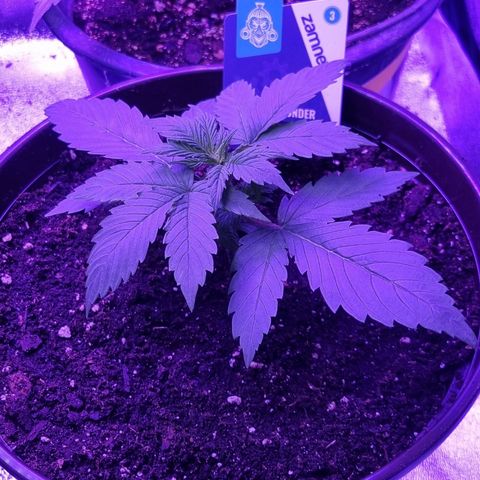 Lemon Wonder  growlog timeline photo