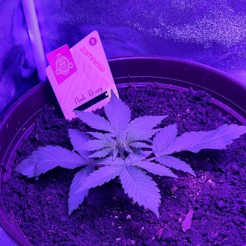 Pink Rozay Automatic growlog timeline photo