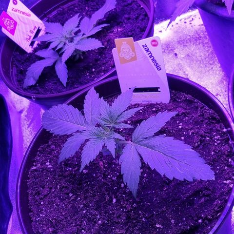 Wedding Cake  growlog timeline photo