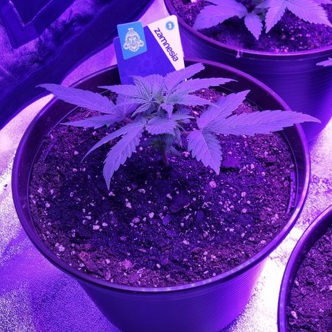 Lemon Wonder  growlog timeline photo