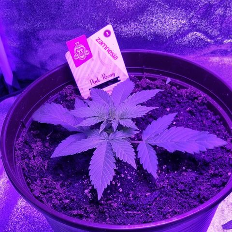Pink Rozay Automatic growlog timeline photo