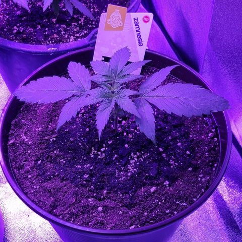 Wedding Cake  growlog timeline photo