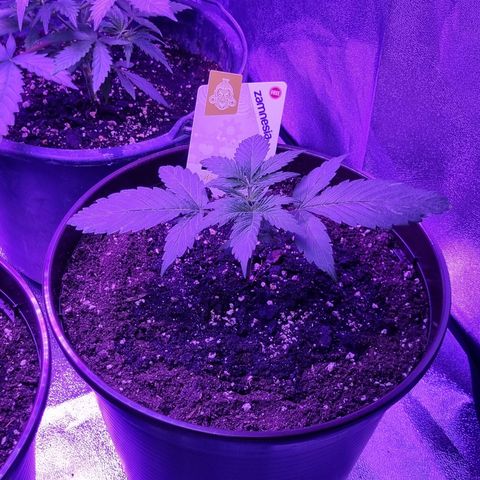 Wedding Cake  growlog timeline photo