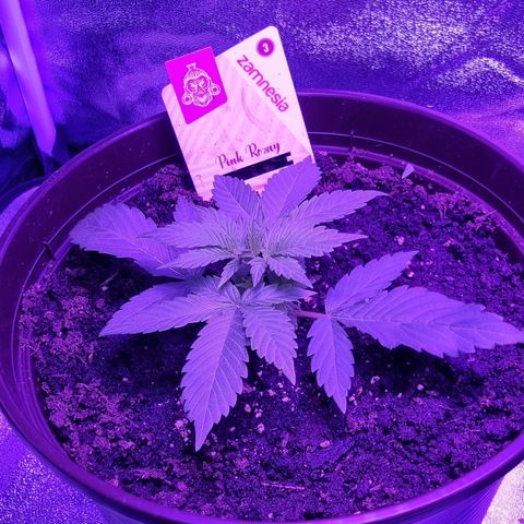 Pink Rozay Automatic growlog timeline photo