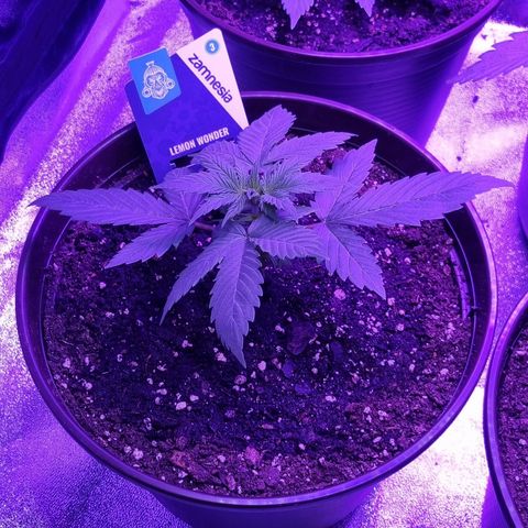 Lemon Wonder  growlog timeline photo