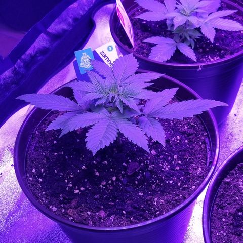 Lemon Wonder  growlog timeline photo