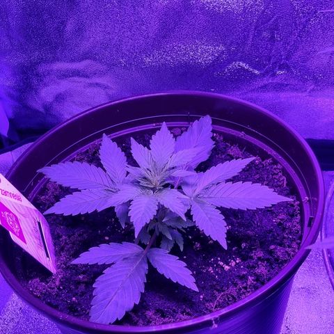 Pink Rozay Automatic growlog timeline photo