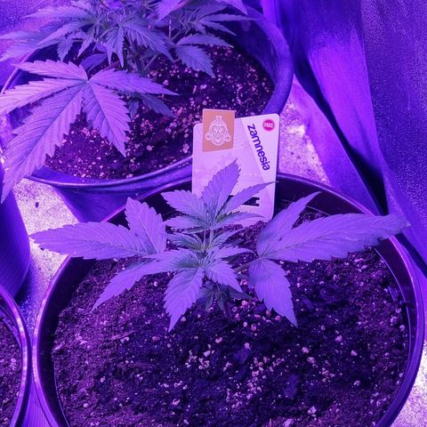 Wedding Cake  growlog timeline photo