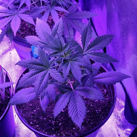 Lemon Wonder  growlog timeline photo