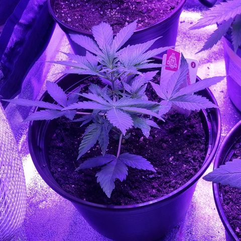 Pink Rozay Automatic growlog timeline photo