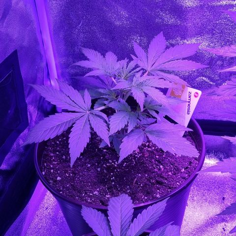 Wedding Cake  growlog timeline photo