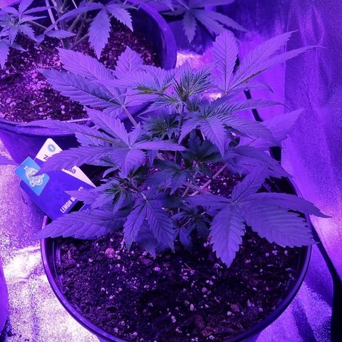 Lemon Wonder  growlog timeline photo