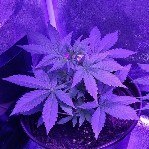 Pink Rozay Automatic growlog timeline photo
