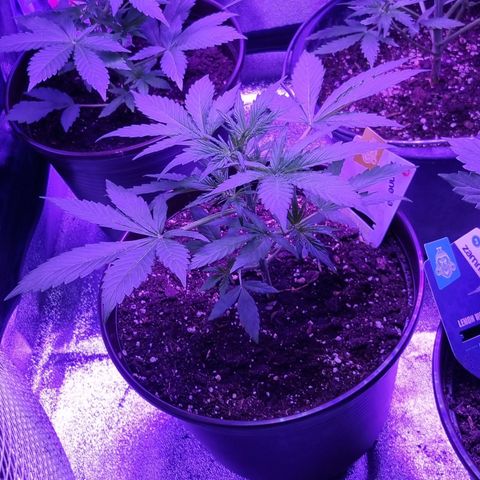 Wedding Cake  growlog timeline photo