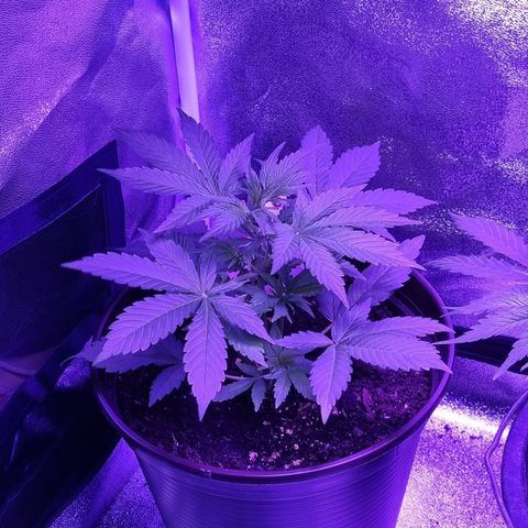 Pink Rozay Automatic growlog timeline photo