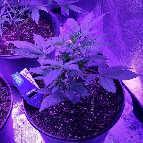 Lemon Wonder  growlog timeline photo