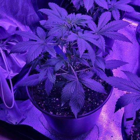 Lemon Wonder  growlog timeline photo