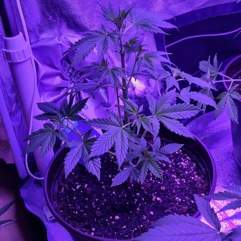 Lemon Wonder  growlog timeline photo